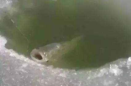 最新海竿钓鱼视频实战——海边垂钓的愉悦时刻